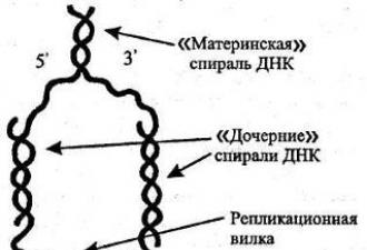 Полимеразная цепная реакция (ПЦР) и ее применение